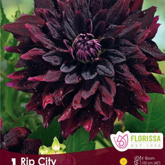 Dahlia Rip City