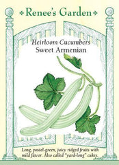 Cucumber Heirloom Armenian