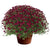 Purple Fall Mum - 11"