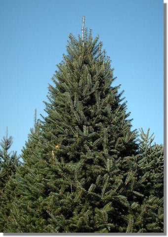 Balsam Fir Grade #1 - 8-9 ft FREE DELIVERY IN WINNIPEG