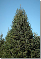 Balsam Fir Grade #1 - 8-9 ft