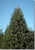 Balsam Fir Grade #1 - 6-7 ft