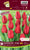 Tulip Landscape Red - Bonus pack
