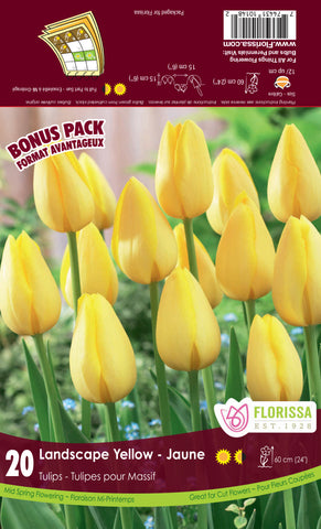 Tulip Landscape Yellow - Bonus Pack