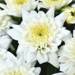 White Fall Mum - 11"