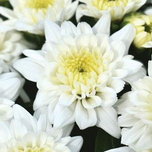 White Fall Mum - 8"