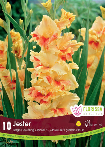 Gladiolus Bulbs - Dutch Jester