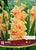 Gladiolus Bulbs - Dutch Jester