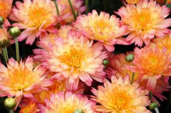 Flamingo Pineapple Fall Mum 11"