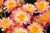Flamingo Pineapple Fall Mum 11"