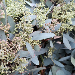 Eucalyptus Bundle