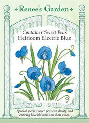 Sweet Pea Electric Blue