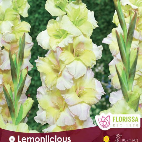 Glads Dutch Lemonlicious
