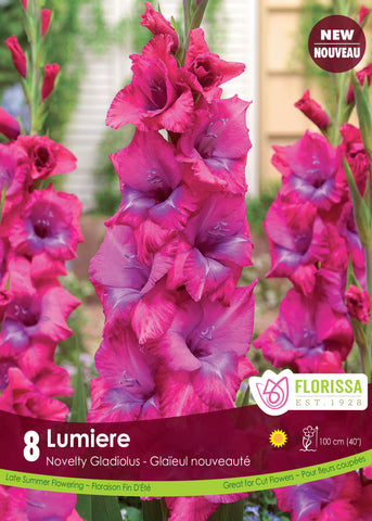 Glads Dutch Lumiere