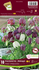 Fritillaria Meleagris