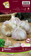 Garlic - Large Siberian Tops