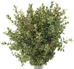 Variegated Boxwood