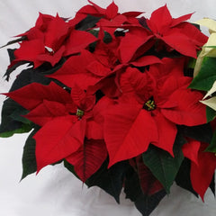 red poinsettia