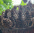 Long Stemmed Pinecone Pick -Large