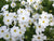 Cosmos Sonata Snow White