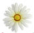 Daisy Wall Plaque Assorted