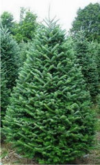 Fraser Fir Grade #1 6-7ft FREE DELIVERY IN WINNIPEG
