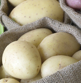 Potato Jennifer