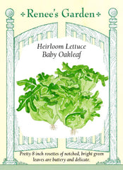 Lettuce Baby Oakleaf