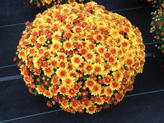 Autumn Envy Fall Mum - 11"