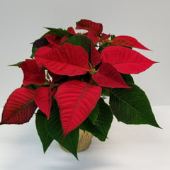 Poinsettia 4.5" - $9.99 RED