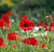 Poppy Shirley Legion of Honor