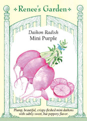 Radish Dalkon Mini Purple