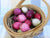 Radish Easter Egg II Mix