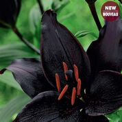 Lily Asiatic Secret Kiss