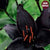 Lily Asiatic Secret Kiss
