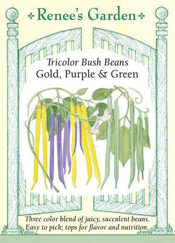 Bean Bush Tricolor