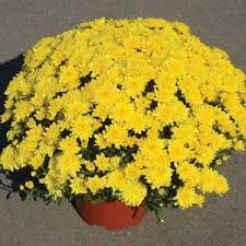 Yellow Fall Mum - 11"
